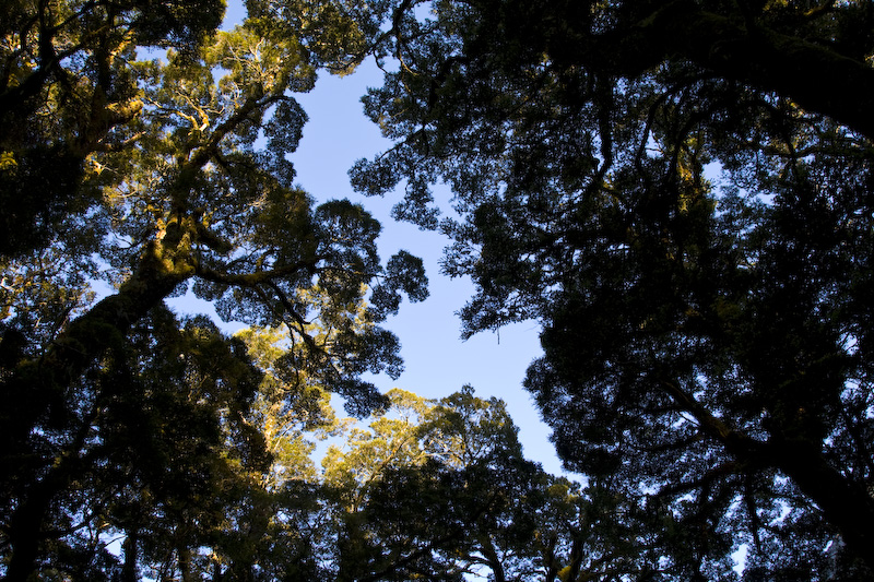 Forest Canopy